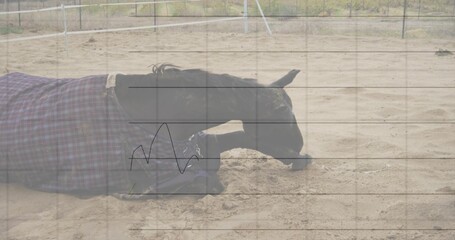 Lying dark-coated horse resting on sand arena, wearing plaid blanket and halter strap