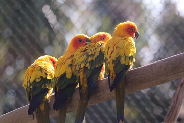 Sun conure parrots perched together on branch in zoo aviary © Nicolas