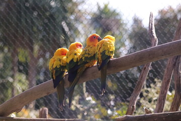 Sun conure parrots perched together on branch in zoo aviary © Nicolas