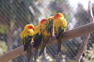Sun conure parrots perched together on branch in zoo aviary © Nicolas