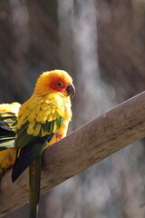 Sun conure parrots perched together on branch in zoo aviary © Nicolas