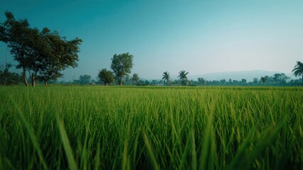 Obraz premium Lush Green Rice Field in Rural Landscape