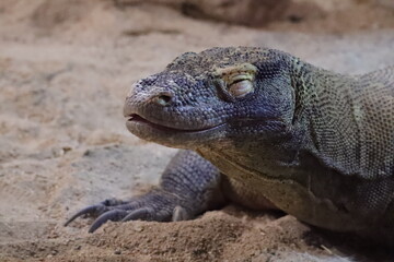 Fototapeta premium Komodo dragon close up resting in zoo habitat