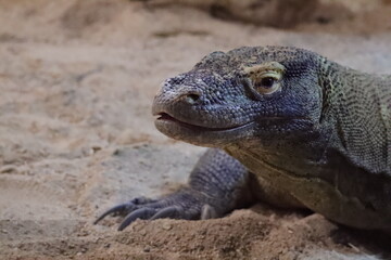 Fototapeta premium Komodo dragon close up resting in zoo habitat