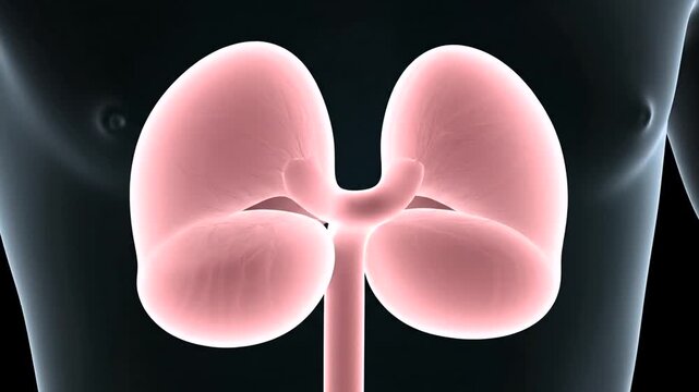 Human kidney anatomy illustration.