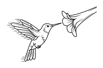 Fototapeta premium Hummingbird feeding on flower icon