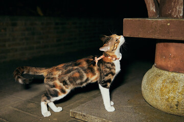 Cat Sniffs Outdoor Structure at Night © Nori