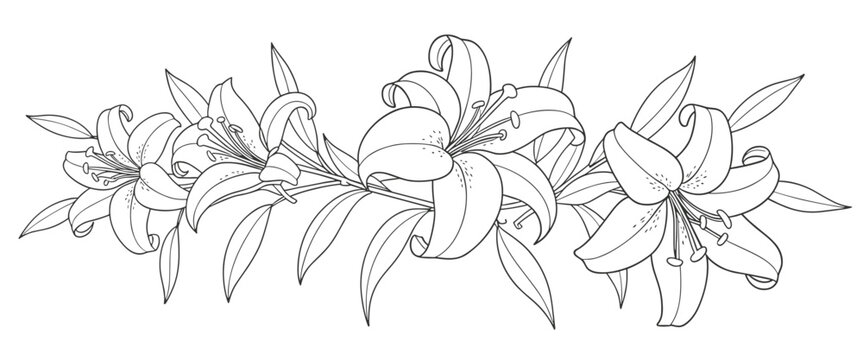 Black and White Line Drawing of Lily Flowers and Leaves Border floral