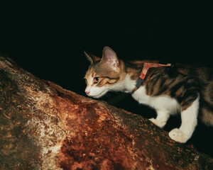 Cat wearing harness climbing tree branch at night © Nori