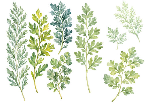 A delicate watercolor collection of Artemisia branches featuring soft green botanical foliage illustrated in a natural herbal plant style.