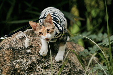 Cat in Zebra Costume Walking on Rock © Nori