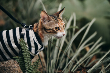 Tabby Cat in Striped Harness on Leash Outdoors © Nori