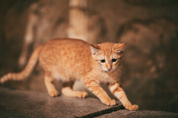 Orange kitten walking on stone wall © Nori