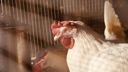 White hen closeup red comb golden eye feeder chicken coop — organic farming poultry rural lifestyle warm natural light  © Karen Images