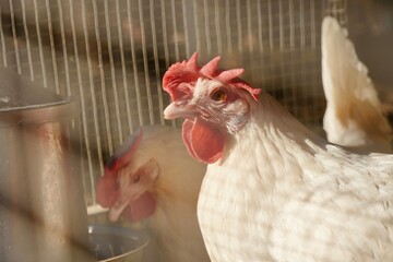 White hen closeup red comb golden eye feeder chicken coop — organic farming poultry rural lifestyle warm natural light  © Karen Images