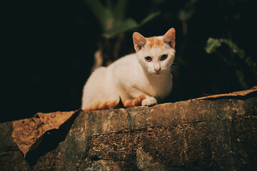 White and ginger cat resting on stone wall at night © Nori