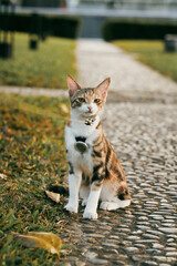 Cute Cat Sitting on Cobblestone Path © Nori