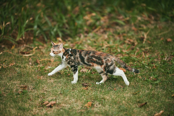 Calico Cat Walking on Grass in Garden © Nori