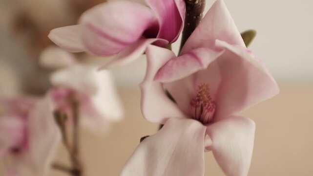 Horizontal 4K video of a vibrant pink saucer magnolia branch blooming in the spring. Perfect for mobile-first social media content, wellness backgrounds, or seasonal advertisements.