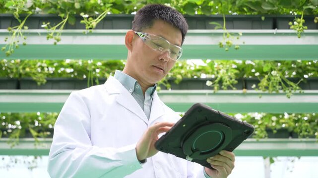 Scientist in a greenhouse using a tablet to monitor plant growth and collect data