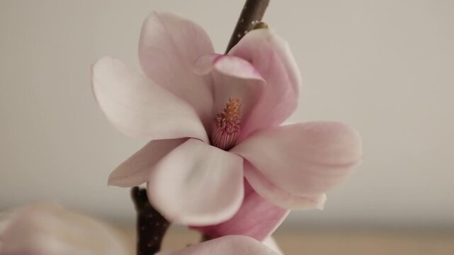 Horizontal 4K video of a vibrant pink saucer magnolia branch blooming in the spring. Perfect for mobile-first social media content, wellness backgrounds, or seasonal advertisements.