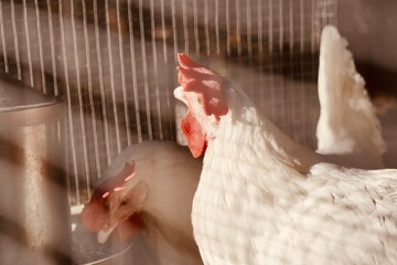 White hen drinking water metal feeder chicken coop — organic farm poultry rural lifestyle authentic natural light  © Karen Images
