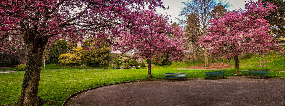 Blossom in spring. Landscape of Prunus Kwanzan pink flowers, tree and bench in Switzerland.