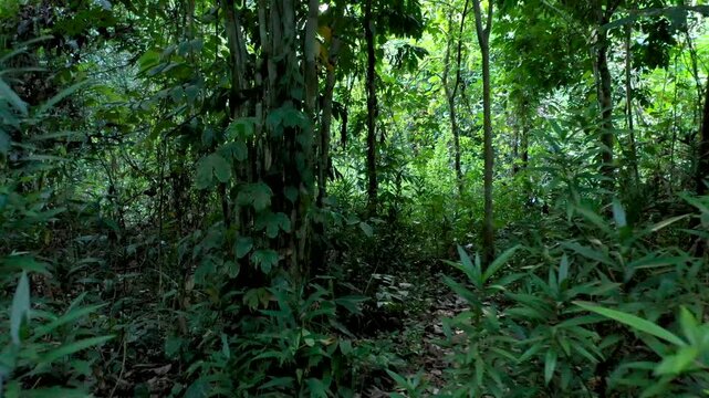 First person walking POV through thick tropical rainforest vegetation in Raja Ampat
