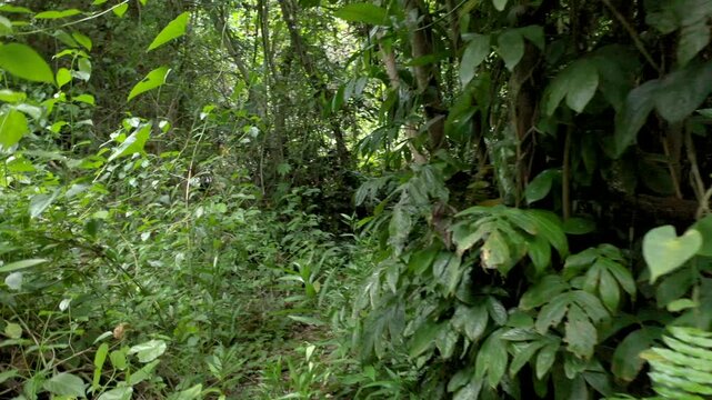 Stabilized human POV walk through dense tropical jungle in Raja Ampat