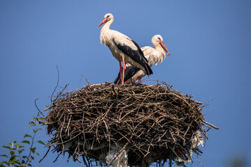 Fototapeta premium White storks return to the nest