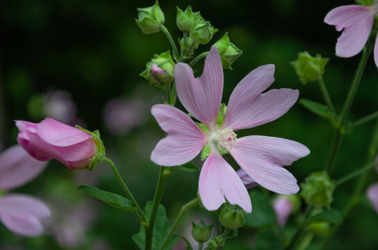 Pink hollyhock mallow decorates garden plots.