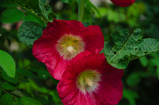 The bright red mallow flower decorates gardens, Malva Red