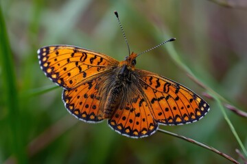 Obraz premium Vibrant Orange Butterfly on Green Stem.