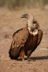 Fototapeta premium Griffon vulture feeding.