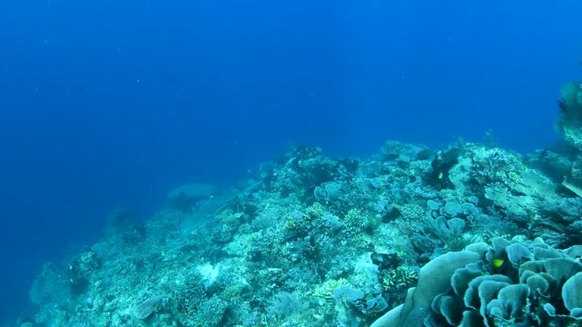 White Tip Reef Shark Swimming Along Tropical Coral Reef with Hard Coral Structures