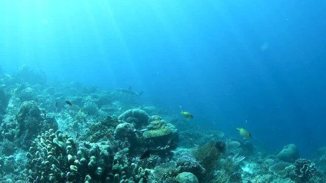 White Tip Reef Shark Swimming Through Coral Reef with Sunlight Beams
