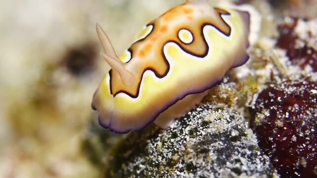 Goniobranchus coi nudibranch in Raja Ampat