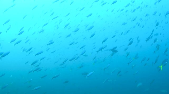 School of yellowtail fusiliers in Raja Ampat