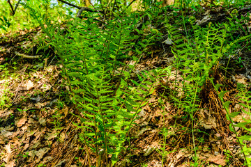Fototapeta premium Green fern plants in the forest on spring
