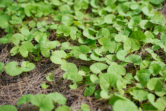 Centella asiatica, commonly known as Gotu Kola or Indian Pennywort. 
