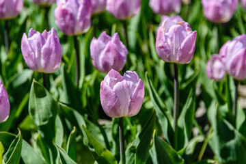 Fototapeta premium Blooming tulips in flower bed at the city park