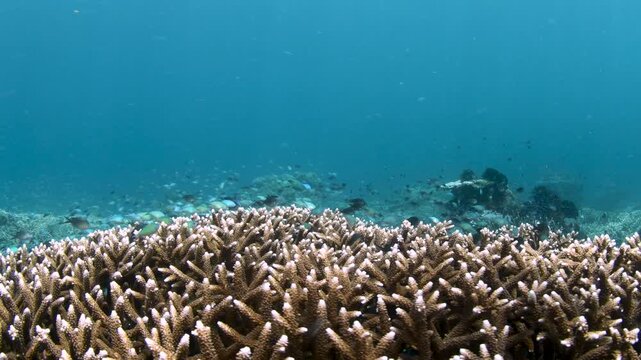 Raja Ampat, Indonesia &ndash; Vibrant Acropora muricata Coral Reef with Dense Chromis Fish Activity