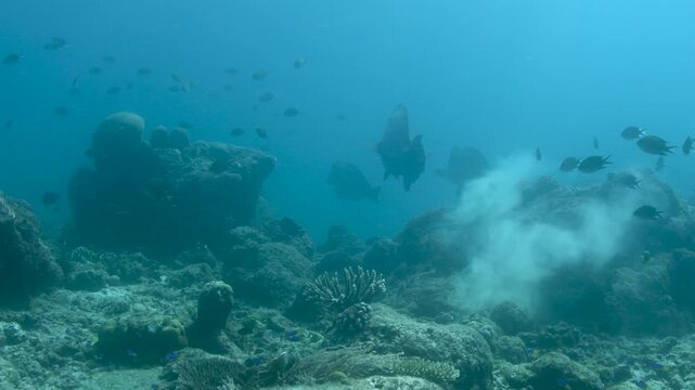 Raja Ampat, Indonesia &ndash; Bumphead Parrotfish Swimming Above Tropical Coral Reef in Strong Current