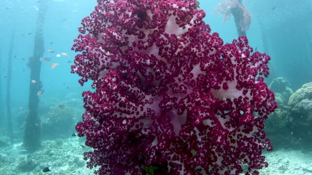 Raja Ampat, Indonesia &ndash; Large Red Soft Coral (Dendronephthya sp.) Growing on Underwater Jetty Structure