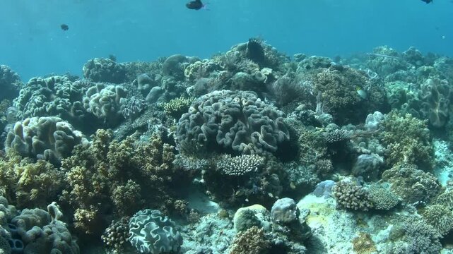 Underwater Swim Over Coral Reef with Cornetfish Passing, Raja Ampat Indonesia