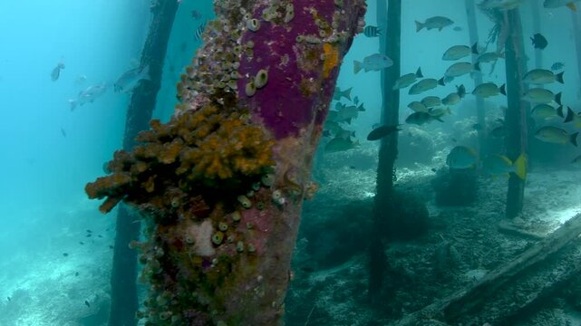 School of One-Spot Snapper Swimming Around Jetty, Raja Ampat Indonesia