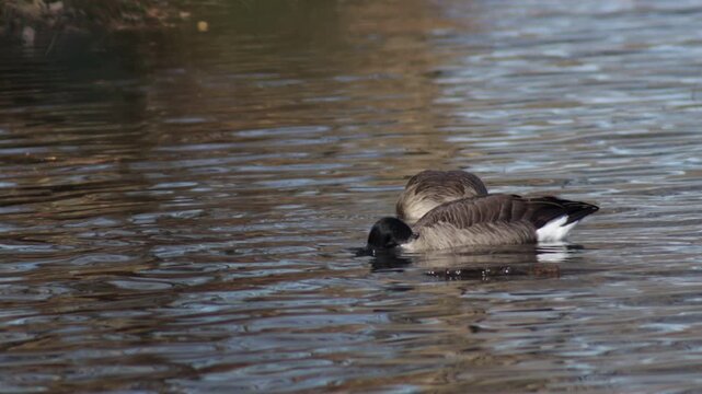 2 Canadian geese floating in a lake while ducking their heads under water