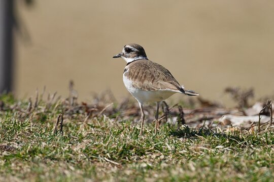The killdeer (Charadrius vociferus) is a large plover found in the Americas.