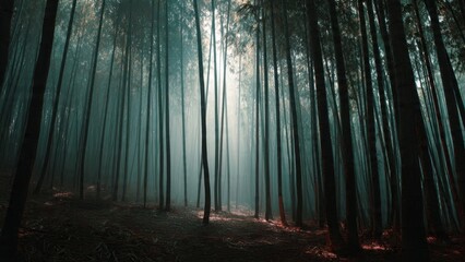 Obraz premium Misty Bamboo Forest