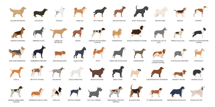 dog breeds vector set large collection